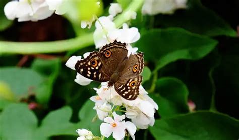 蝴蝶飞进家里不走|蝴蝶飞进家里代表什么预兆 黑花蝴蝶飞进家里代表什么预兆